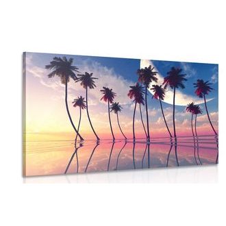 ΕΙΚΌΝΑ ΗΛΙΟΒΑΣΊΛΕΜΑ ΠΆΝΩ ΑΠΌ ΤΡΟΠΙΚΟΎΣ ΦΟΊΝΙΚΕΣ - ΠΊΝΑΚΕΣ ΦΎΣΗΣ ΚΑΙ ΤΟΠΊΟΥ - ΠΊΝΑΚΕΣ