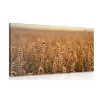 OBRAZ OBILNÉ POLE - OBRAZY PŘÍRODY A KRAJINY - OBRAZY