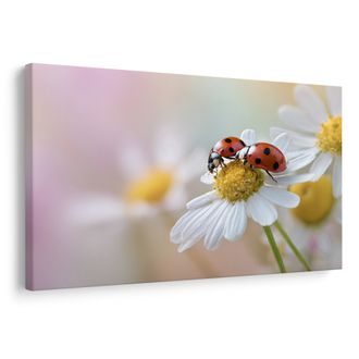 OBRAZ BERUŠKY NA KVĚTINĚ - OBRAZY ZVÍŘAT - OBRAZY