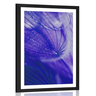 POSTER WITH MOUNT BEAUTIFUL DANDELION IN PURPLE DESIGN - FLOWERS - POSTERS