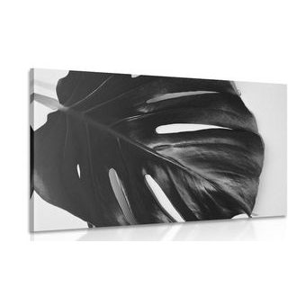 ΦΎΛΛΟ ΕΙΚΌΝΑΣ ΦΥΤΟΎ MONSTERA ΣΕ ΜΑΎΡΟ & ΆΣΠΡΟ - ΠΊΝΑΚΕΣ ΑΣΠΡΌΜΑΥΡΕΣ - ΠΊΝΑΚΕΣ