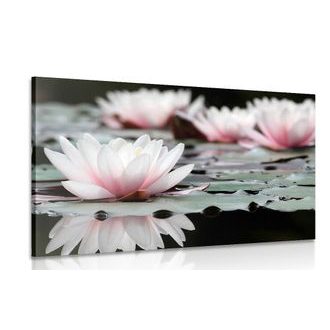 ΕΙΚΌΝΑ ΛΟΥΛΟΎΔΙ ΛΩΤΟΎ - ΠΊΝΑΚΕΣ ΑΠΌ ΛΟΥΛΟΎΔΙΑ - ΠΊΝΑΚΕΣ