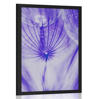 AFFICHE PISSENLIT DANS UN DESIGN VIOLET - FLEURS - AFFICHES