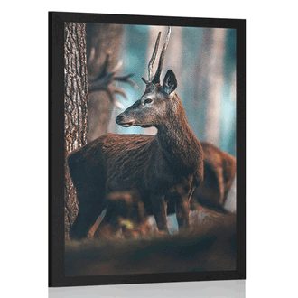 POSTER HIRSCH IM KIEFERWALD - TIERE - POSTER