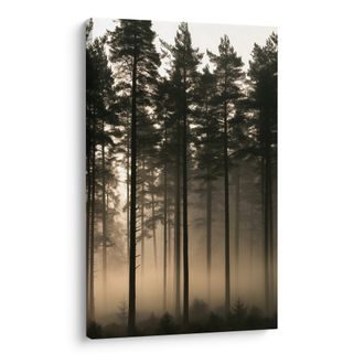 OBRAZ TICHÝ LES V RANNÍ MLZE - PICTURES FOREST - PICTURES