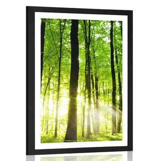 Plakat s paspartuom svježa zelena šuma
