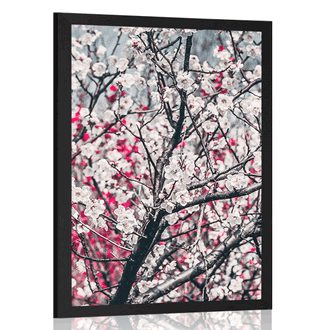 POSTER PEACH FLOWERS - FLOWERS - POSTERS