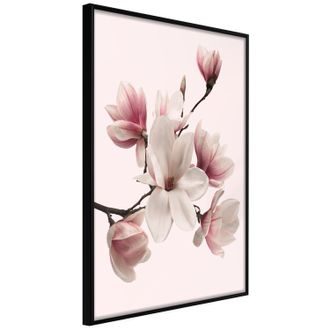 Plakat magnolia w rozkwicie