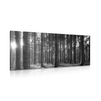 Wandbild Morgen im Wald in Schwarz-Weiß