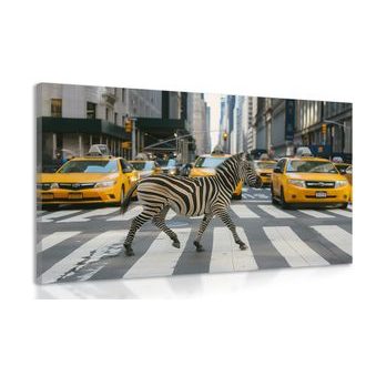 TABLEAU SUR TOILE – ZÈBRE À NEW YORK - DÉFI DOVIDO - TABLEAUX