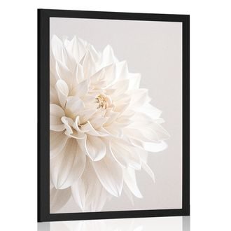 PLAKÁT BÍLÉ OKVĚTNÍ LÍSTKY - KVĚTINY - PLAKÁTY