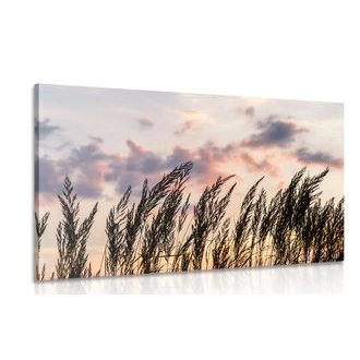 OBRAZ STÉBLA POLNÍ TRÁVY - OBRAZY PŘÍRODY A KRAJINY - OBRAZY