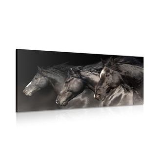 CANVAS PRINT THREE GALLOPING HORSES - PICTURES OF ANIMALS - PICTURES