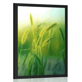 POSTER GRASHALME - NATUR - POSTER