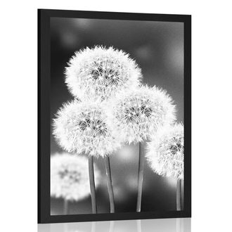 POSTER FLUFFY DANDELION IN BLACK AND WHITE - BLACK AND WHITE - POSTERS