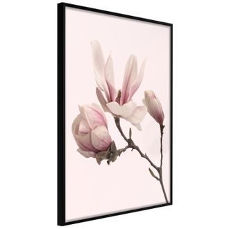 Poster - Blooming Magnolias II
