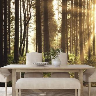 WALL MURAL SUNLIT FOREST - WALLPAPERS NATURE - WALLPAPERS