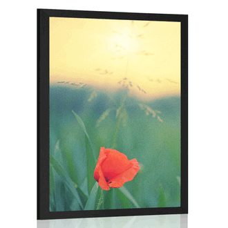 POSTER MOHNBLUME IM GRAS - BLUMEN - POSTER