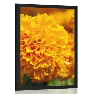 POSTER AZTEC MARIGOLD - FLOWERS - POSTERS