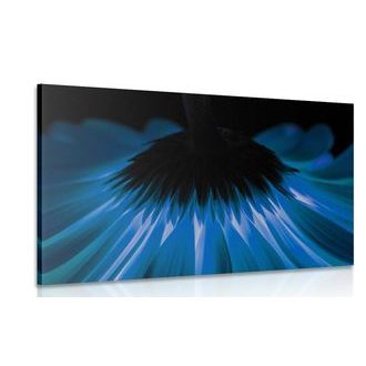 OBRAZ MODRÁ GERBERA NA TMAVÉM POZADÍ - OBRAZY KVĚTŮ - OBRAZY