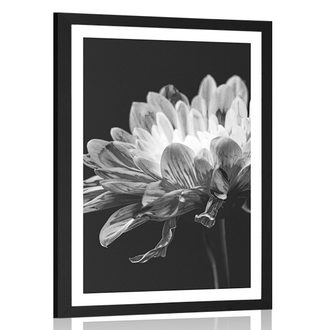 POSTER WITH MOUNT BLACK AND WHITE DAISY - BLACK AND WHITE - POSTERS