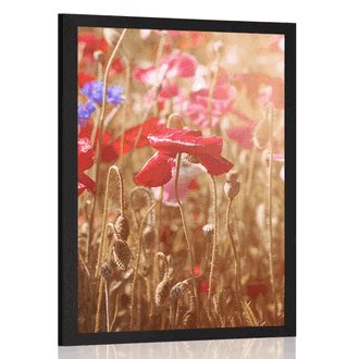 POSTER SUN-DRENCHED POPPIES - FIELDS AND MEADOWS - POSTERS