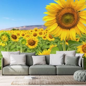 SELF ADHESIVE WALL MURAL FIELD OF SUNFLOWERS - SELF-ADHESIVE WALLPAPERS - WALLPAPERS