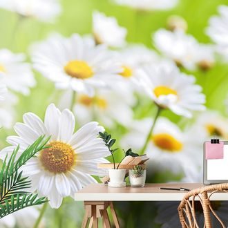 FOTOTAPETE FRÜHLINGSWIESE VOLL VON BLUMEN - TAPETEN MIT BLUMENMOTIVEN - TAPETEN