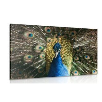 OBRAZ PÁV V PLNÉ KRÁSE - OBRAZY ZVÍŘAT - OBRAZY