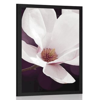 Poster Blüte der Magnolie auf abstraktem Hintergrund