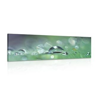 ΕΙΚΌΝΑ ΣΤΑΓΌΝΑ ΔΡΟΣΙΆΣ - ΠΊΝΑΚΕΣ ΦΎΣΗΣ ΚΑΙ ΤΟΠΊΟΥ - ΠΊΝΑΚΕΣ