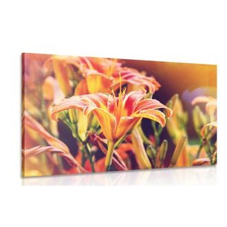 CANVAS PRINT BEAUTIFUL BLOOMING FLOWERS IN THE GARDEN - PICTURES FLOWERS - PICTURES