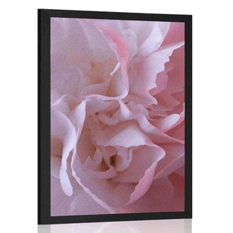 POSTER CARNATION PETALS - FLOWERS - POSTERS