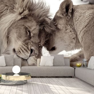 Tapeta samoprzylepna miłość lwów  - Lion Tenderness