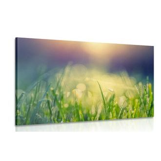 OBRAZ LUČNÍ ROSA - OBRAZY PŘÍRODY A KRAJINY - OBRAZY