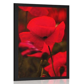 POSTER FELD MIT WILDEN MOHNBLUMEN - BLUMEN - POSTER