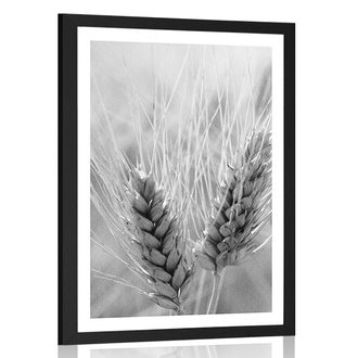 Plakát s paspartou pšeničné pole v černobílém provedení