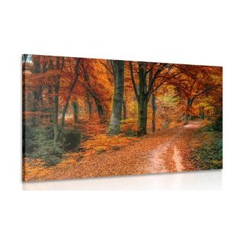 Picture forest in autumn