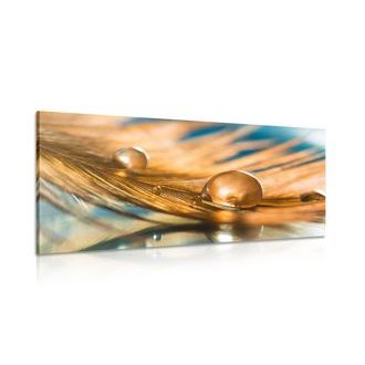 CANVAS PRINT DROP OF WATER ON A GOLDEN FEATHER - STILL LIFE PICTURES - PICTURES