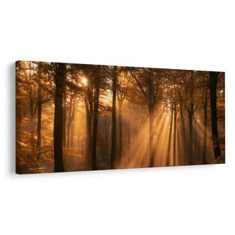 OBRAZ PODZIMNÍ LES V ZÁŘI - PICTURES FOREST - PICTURES
