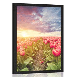 POSTER SONNENAUFGANG ÜBER DER WIESE MIT TULPEN - BLUMEN - POSTER