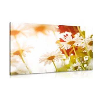 CANVAS PRINT MAGICAL DAISIES - PICTURES FLOWERS - PICTURES