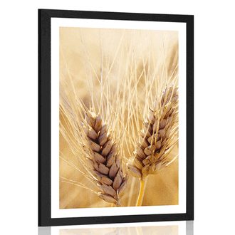 Plakat s paspartujem pšenično polje