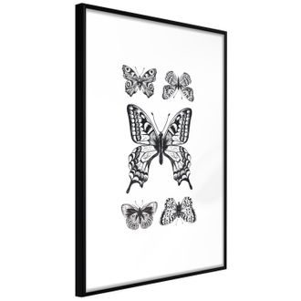 Plakát sbírka motýlů - Butterfly Collection