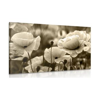 CANVAS PRINT FIELD OF WILD POPPIES IN SEPIA - BLACK AND WHITE PICTURES - PICTURES
