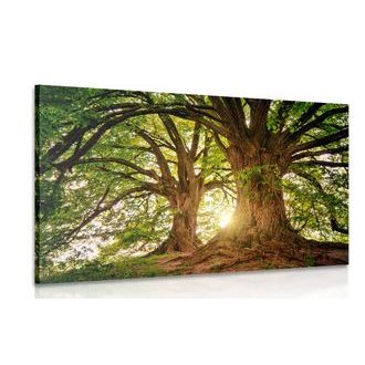 TABLEAU SUR TOILE – ARBRES MAJESTUEUX - TABLEAUX DE LA NATURE ET DES PAYSAGES - TABLEAUX