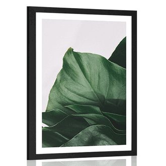 AFFICHE AVEC MONTURE ENCHANTERESSE FEUILLE DE MONSTERA - FLEURS - AFFICHES