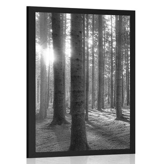 POSTER SONNIGER MORGEN IM WALD IN SCHWARZ-WEISS - SCHWARZ-WEISS - POSTER