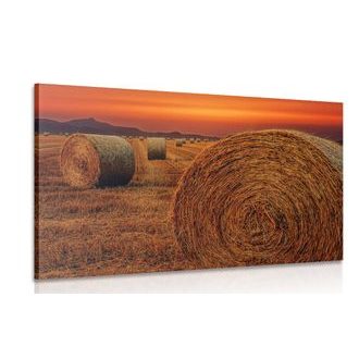 OBRAZ BALÍKY SENA - OBRAZY PŘÍRODY A KRAJINY - OBRAZY