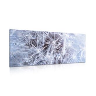 CANVAS PRINT MACRO DANDELION - PICTURES FLOWERS - PICTURES